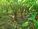 Blur Placeholder